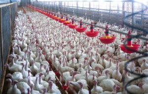 A group of female turkeys (hens) at an industrial turkey farm in Poland. This farm houses a flock of 6,000 birds and the poultry shed is divided into three parts; two for females and one for males.