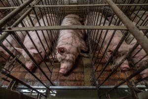 This industrial pig farm is located in the region that produces prosciutto in northern Italy. The farm held hundreds of pigs and sows, and thousands of piglets. Windowless rooms with long rows of gestation crates held pregnant sows lying on wet concrete, who could not turn around in their small spaces.